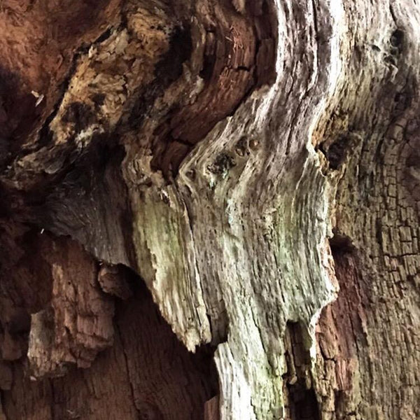 Nature Vs Nurture